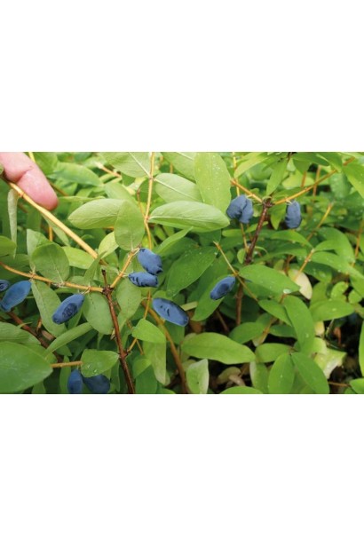 Жимолость їстівна Дочка Велетня 